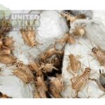 abstract hexagonal shape with lizard inside Grey Crickets