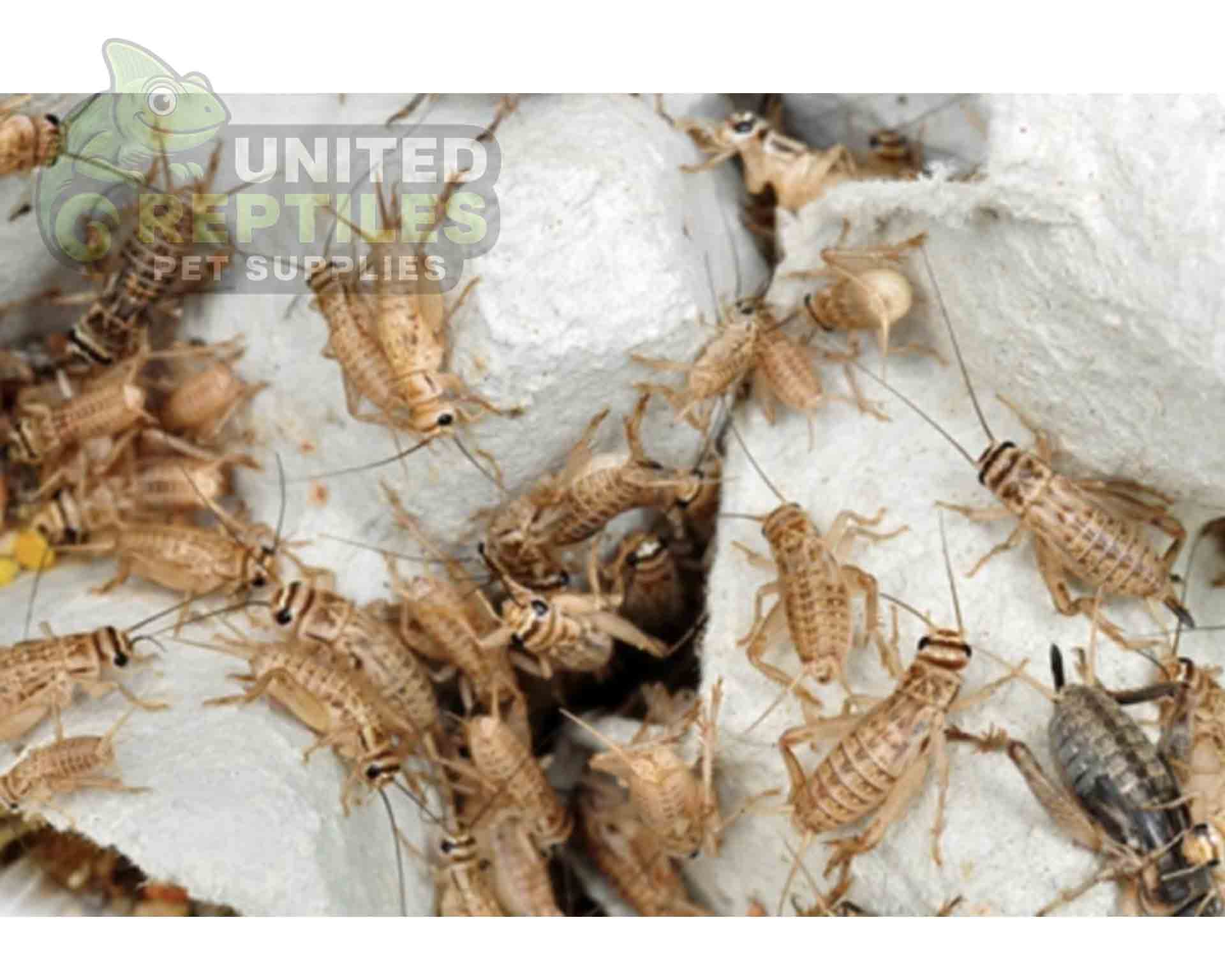 Grey Crickets