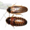 Dubia Roach