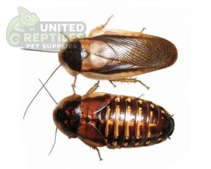 Dubia Roach