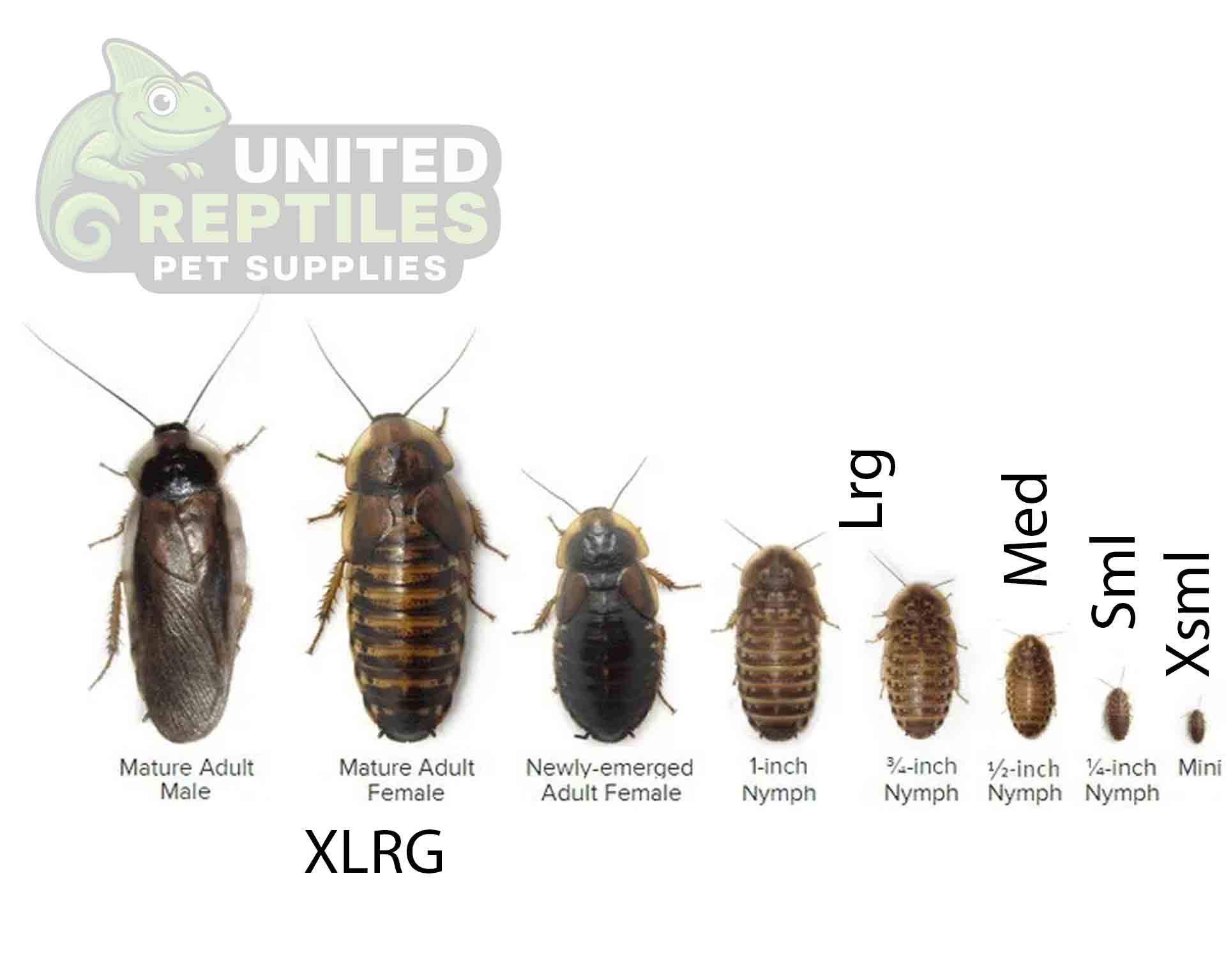 Dubia Roach - Image 3