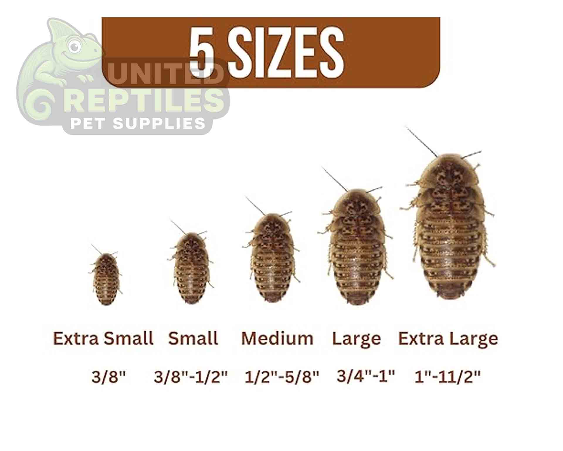 Dubia Roach - Image 2