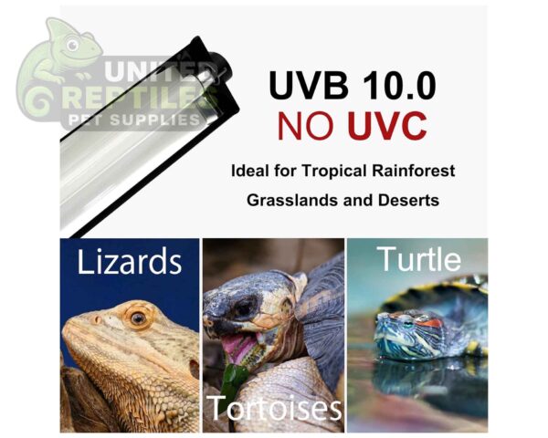 Giangarden T5 Fixture with 5.0 UVB Lamp