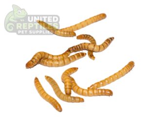 Mealworms Live