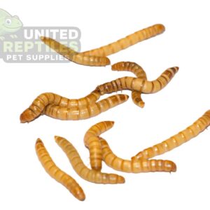 Mealworms Live