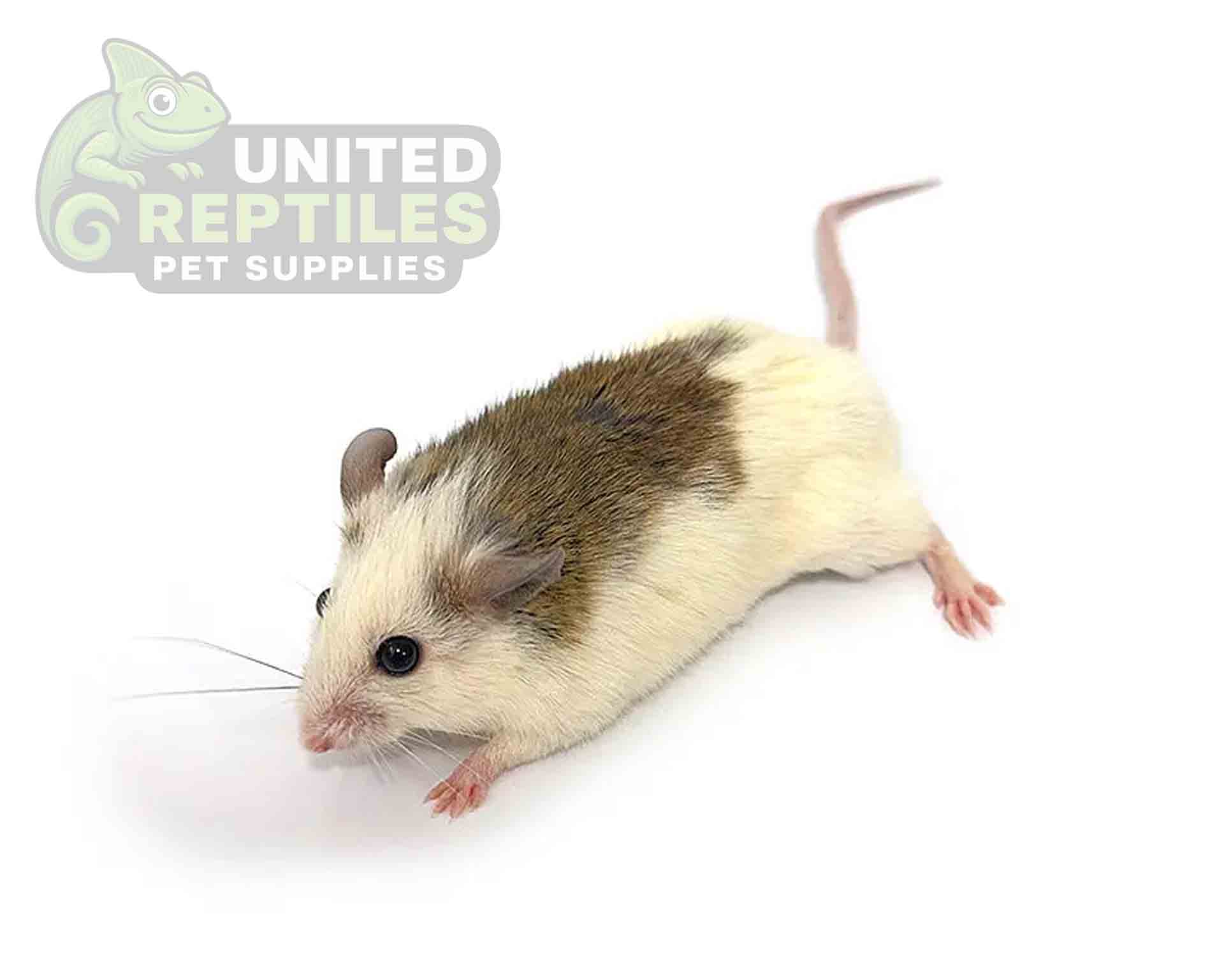 Frozen ASF Mice