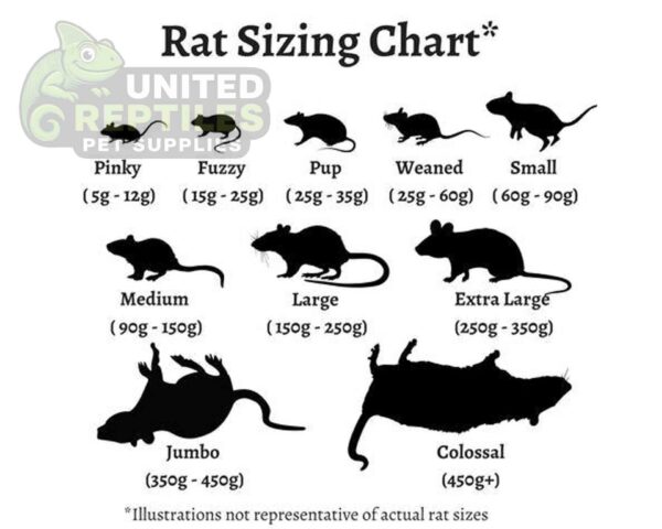 abstract hexagonal shape with lizard inside Frozen Rats