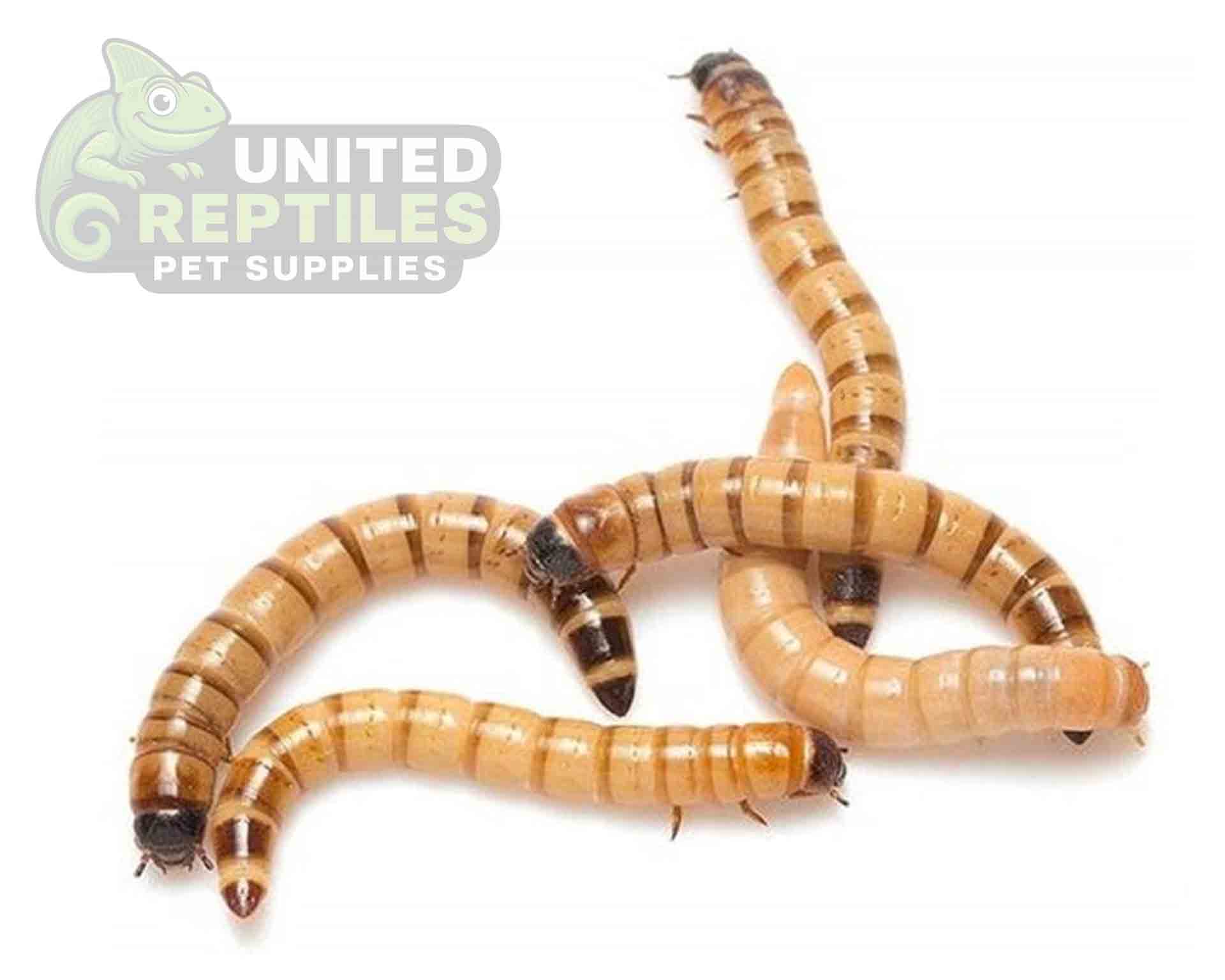 Super Worms