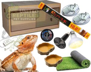 abstract hexagonal shape with lizard inside Bearded Dragon Budget Complete Kit