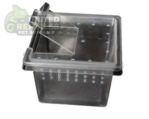 abstract hexagonal shape with lizard inside H1 Critter Box Small (10pc's)