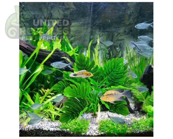 Reptile Artificial Plant JBY003