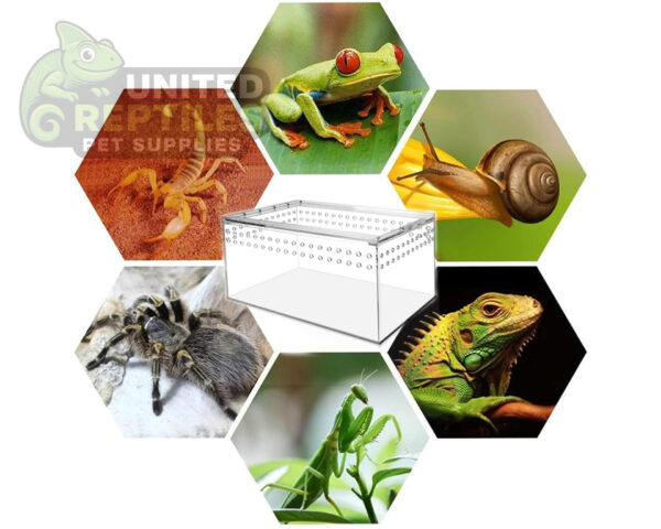 Magnetic Acrylic Reptile Box