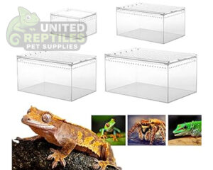 abstract hexagonal shape with lizard inside Magnetic Acrylic Reptile Box