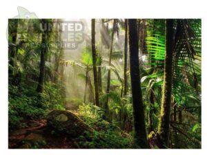 Mclanzoo Tropical Forrest Backdrop