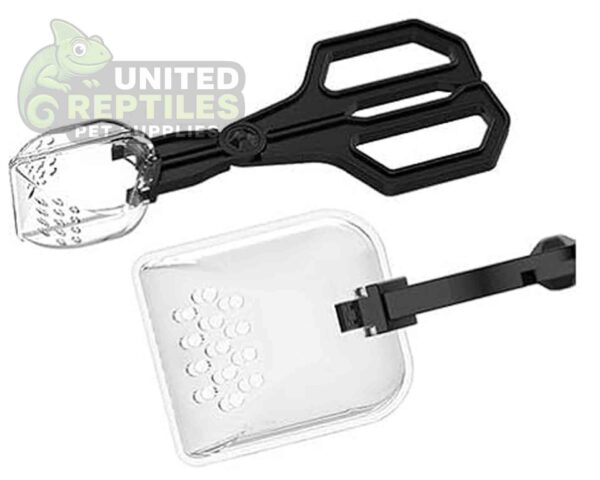 abstract hexagonal shape with lizard inside Insect Clip NFF124 Model