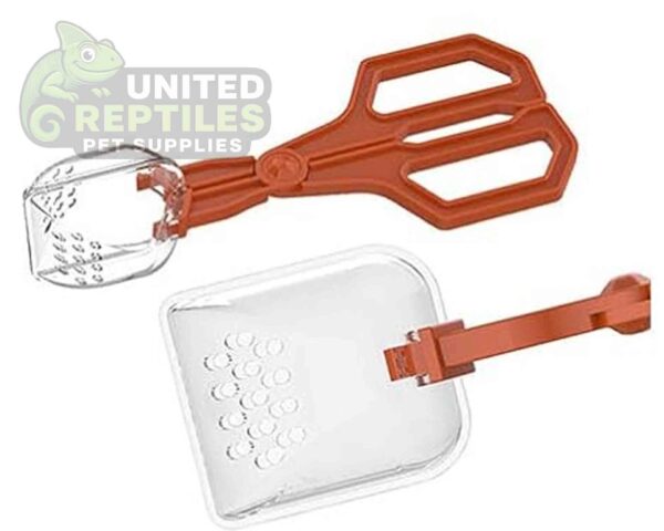 abstract hexagonal shape with lizard inside Insect Clip NFF124 Model