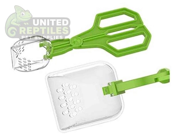 abstract hexagonal shape with lizard inside Insect Clip NFF124 Model