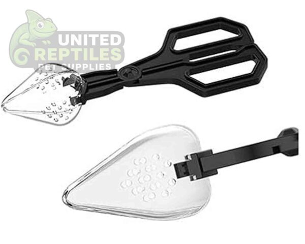 abstract hexagonal shape with lizard inside Insect Clip NFF124 Model