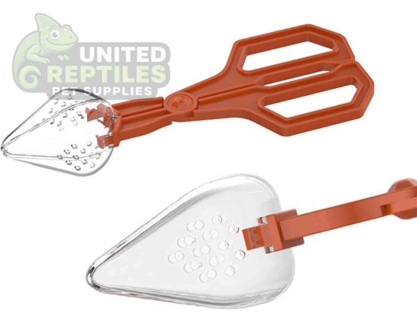 abstract hexagonal shape with lizard inside Insect Clip NFF124 Model