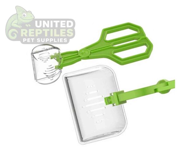 abstract hexagonal shape with lizard inside Insect Clip NFF124 Model