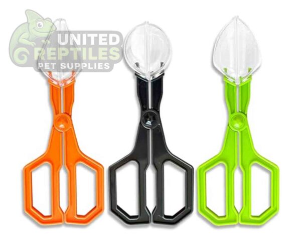 abstract hexagonal shape with lizard inside Insect Clip NFF124 Model