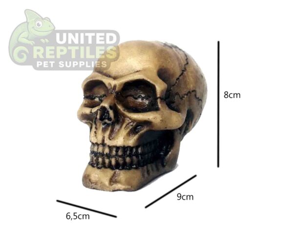 abstract hexagonal shape with lizard inside Resin Skull Head