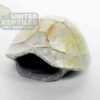 NS-106 Resin Turtle Skull