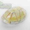 NS-106 Resin Turtle Skull