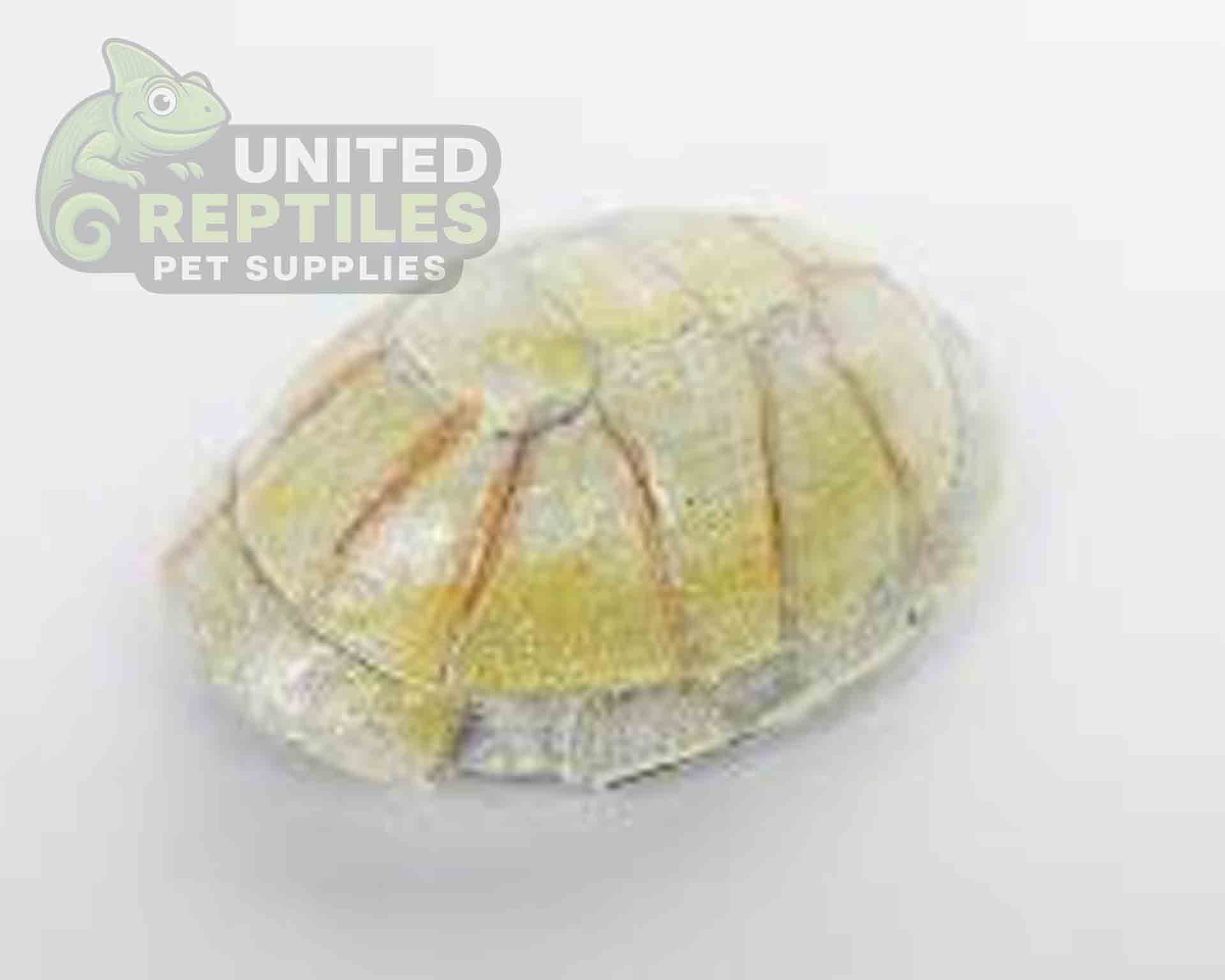 NS-106 Resin Turtle Skull - Image 4