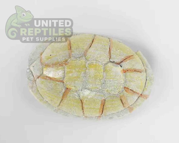 NS-106 Resin Turtle Skull