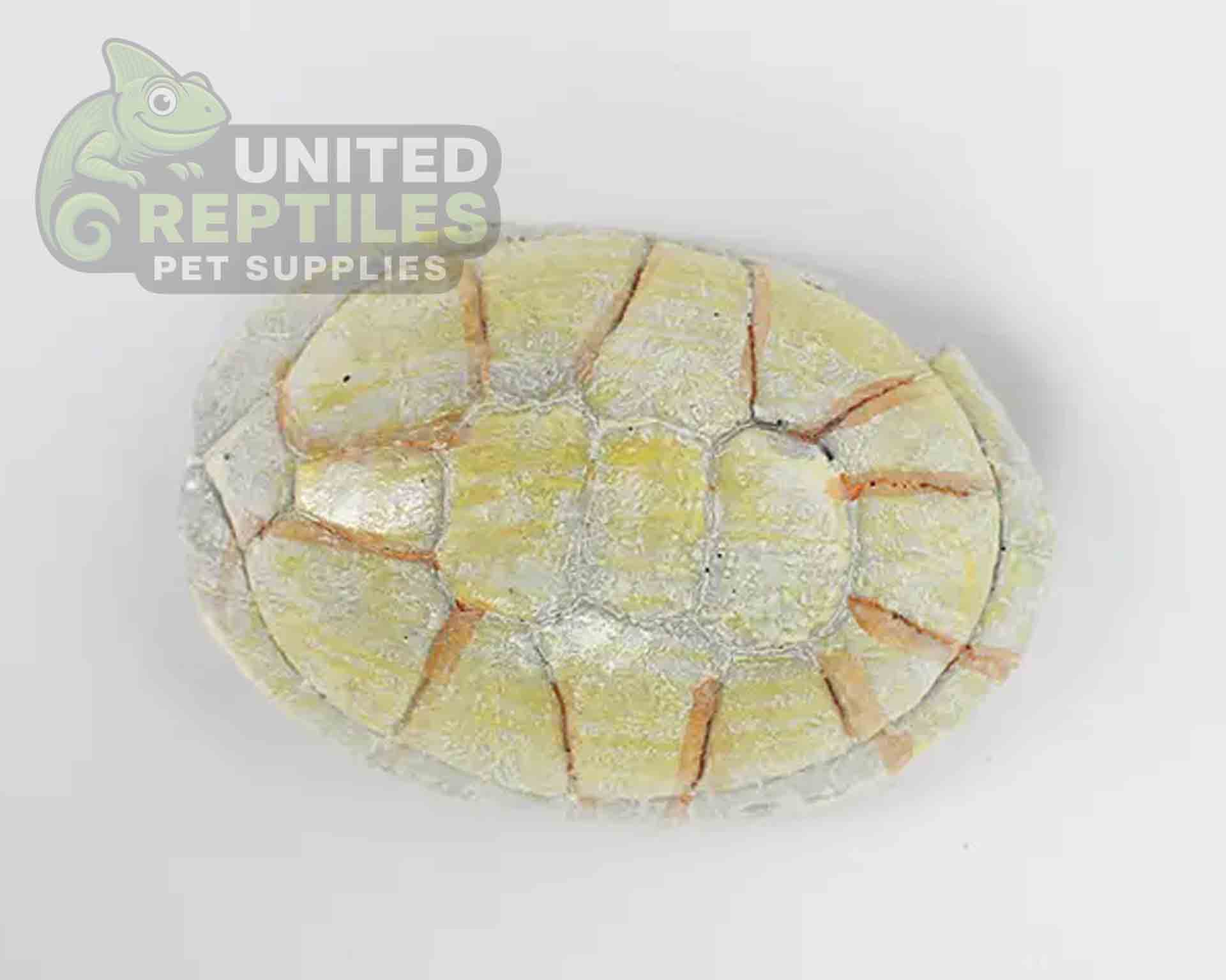 NS-106 Resin Turtle Skull - Image 5