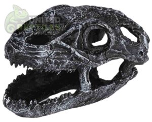 NS-19 Dinosaur Skull