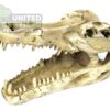 NS-60 Crocodile Skull