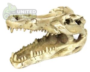 NS-60 Crocodile Skull