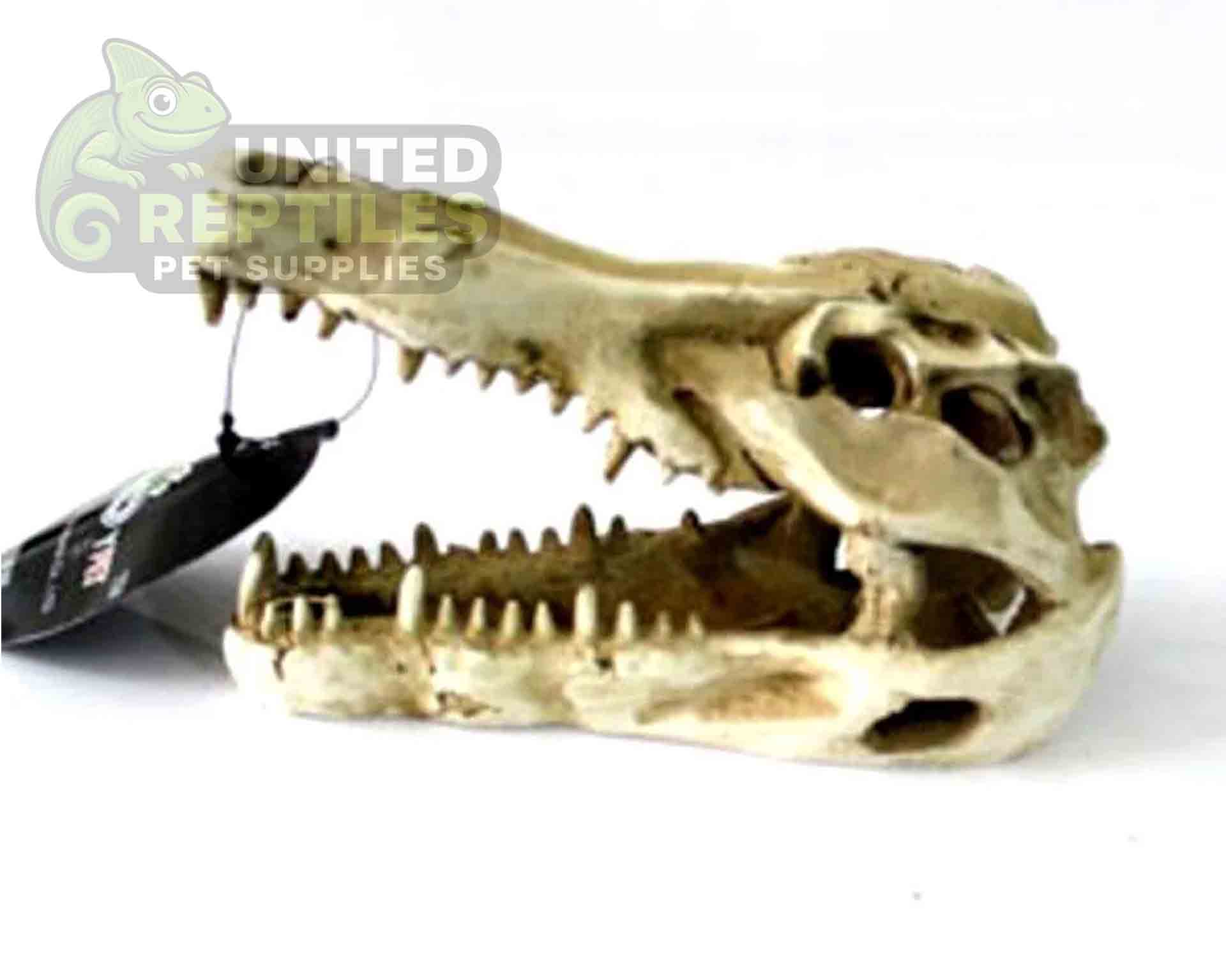 NS-60 Crocodile Skull - Image 3