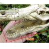 abstract hexagonal shape with lizard inside NS-60 Crocodile Skull