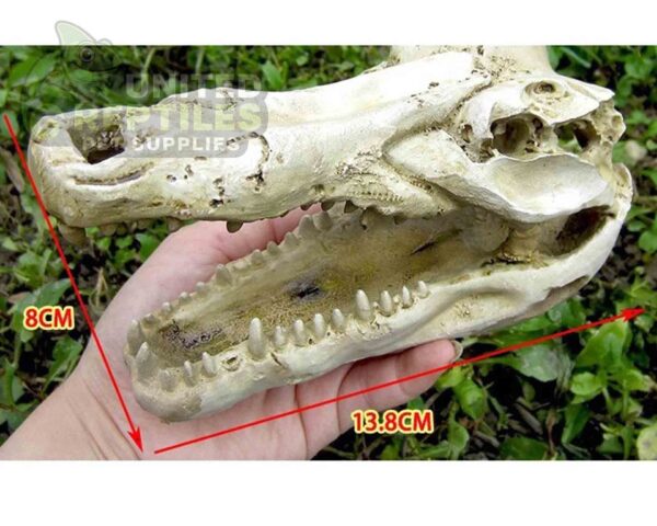 abstract hexagonal shape with lizard inside NS-60 Crocodile Skull
