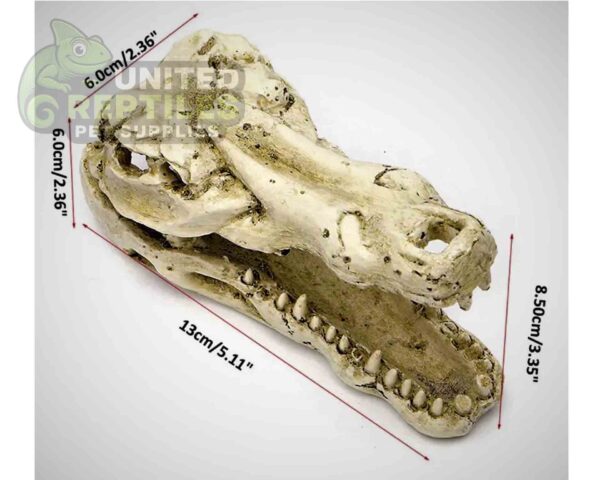 abstract hexagonal shape with lizard inside NS-60 Crocodile Skull