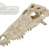 NS-72 Crocodile Skull