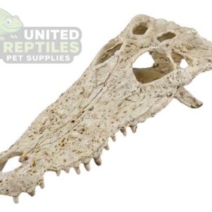 NS-72 Crocodile Skull