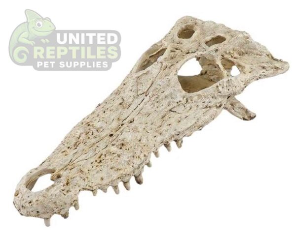 abstract hexagonal shape with lizard inside NS-72 Crocodile Skull