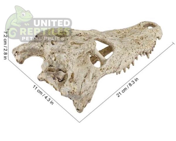 abstract hexagonal shape with lizard inside NS-72 Crocodile Skull