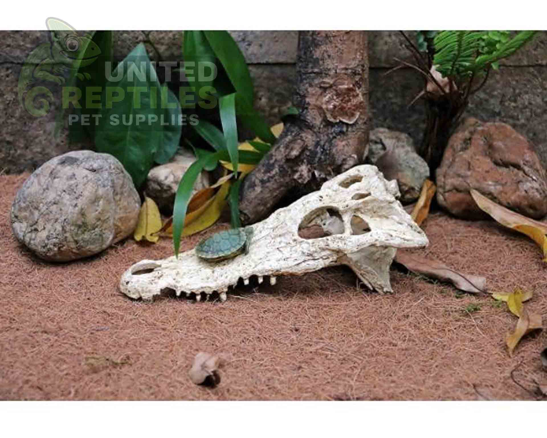 NS-72 Crocodile Skull - Image 4