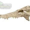 abstract hexagonal shape with lizard inside NS-72 Crocodile Skull