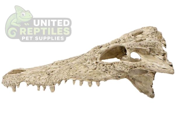 abstract hexagonal shape with lizard inside NS-72 Crocodile Skull