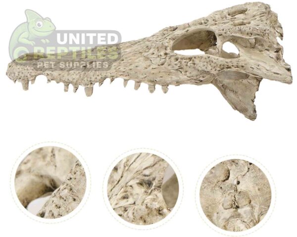 abstract hexagonal shape with lizard inside NS-72 Crocodile Skull