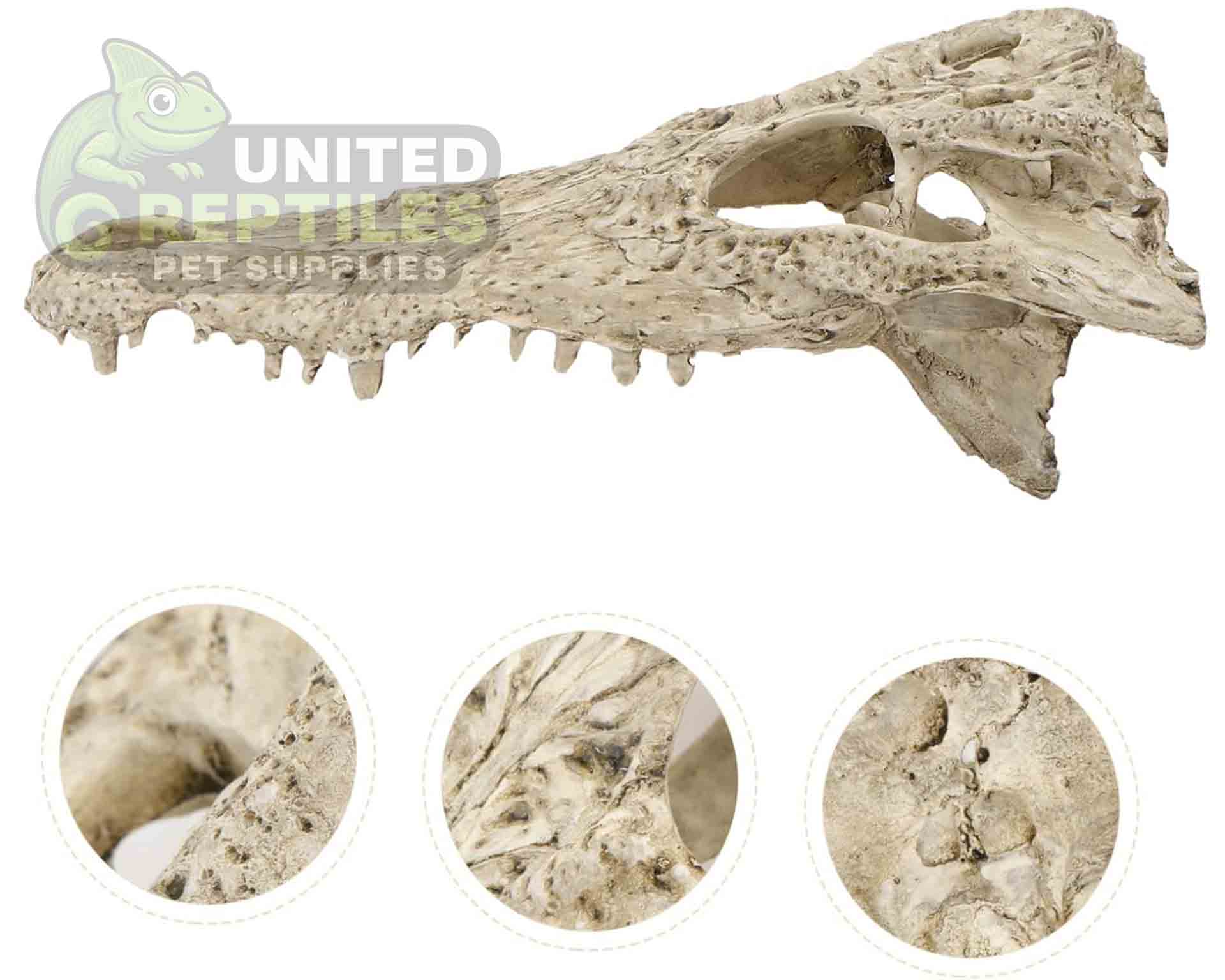 NS-72 Crocodile Skull - Image 7