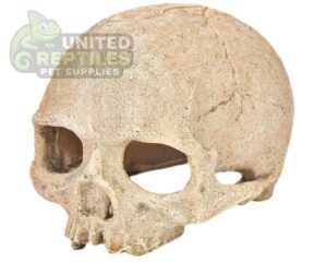 NS-73 Resin Primate Skull Head
