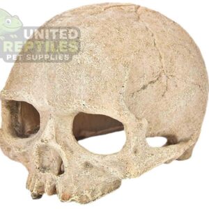 NS-73 Resin Primate Skull Head