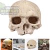 NS-73 Resin Primate Skull Head